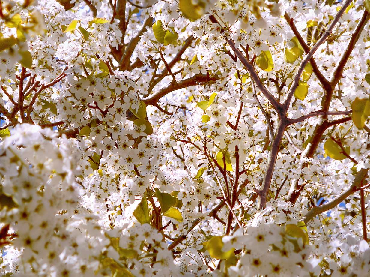 2022-01-04-DSCN5961_white.spring.blossoms