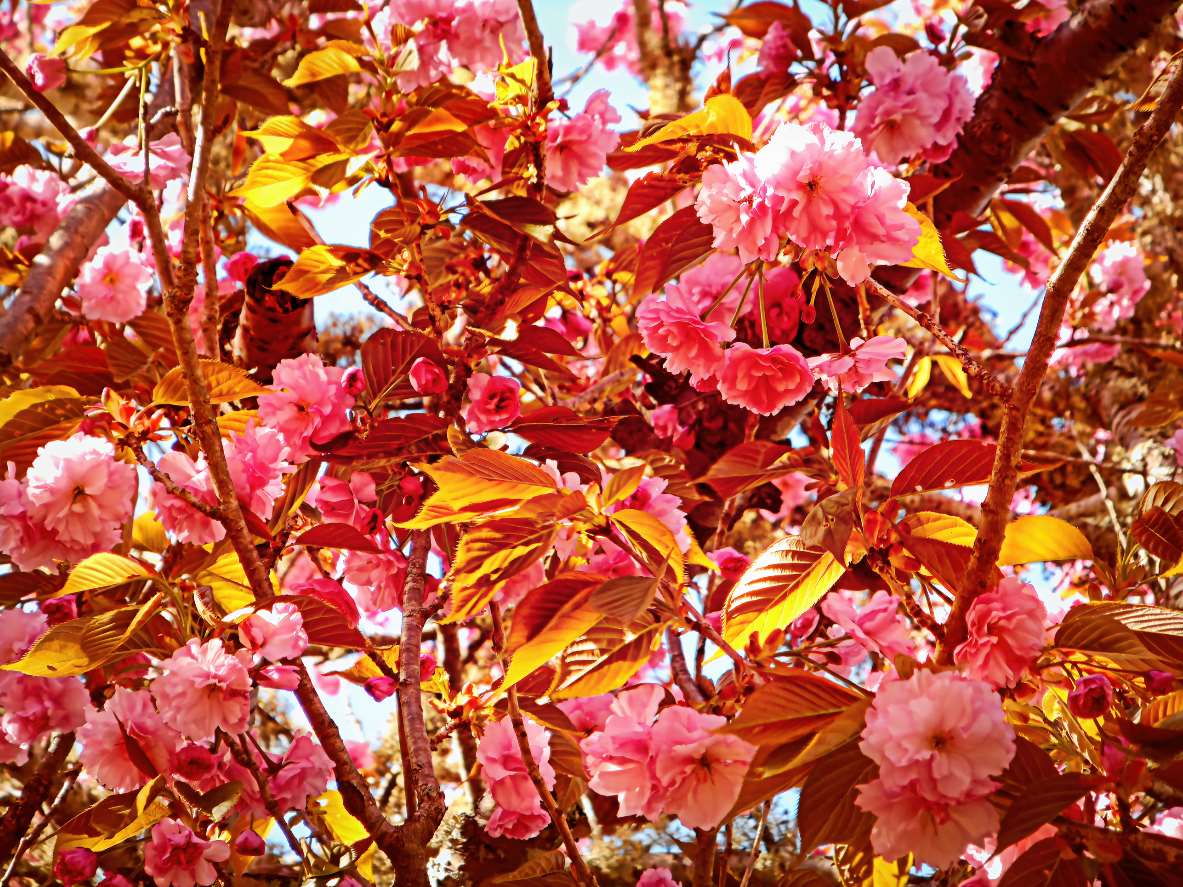 2022-01-08-DSCN6329_cherry-blossoms.adjust