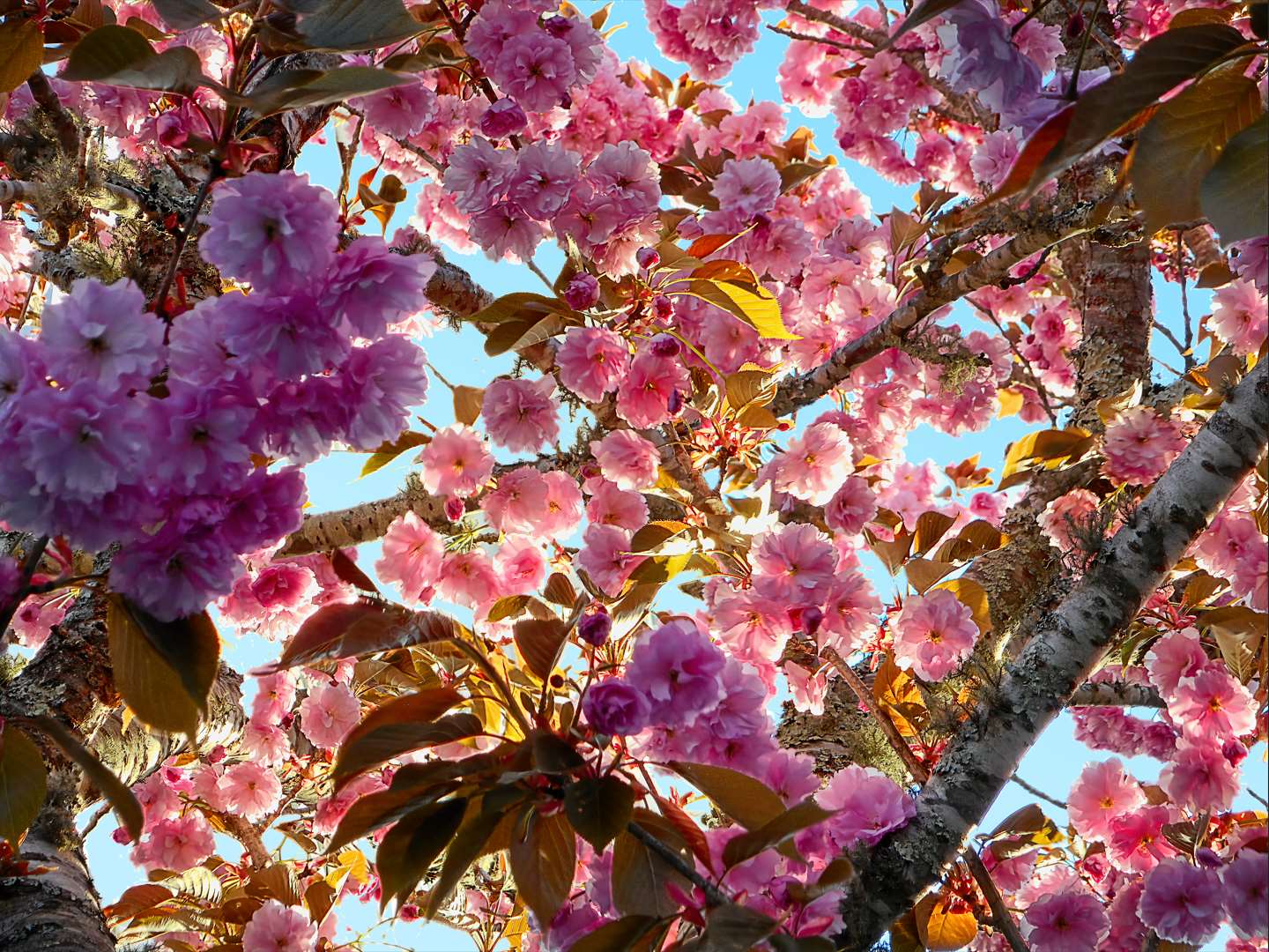 2022-02-26-DSCN4007.5_library.cherry.blossoms