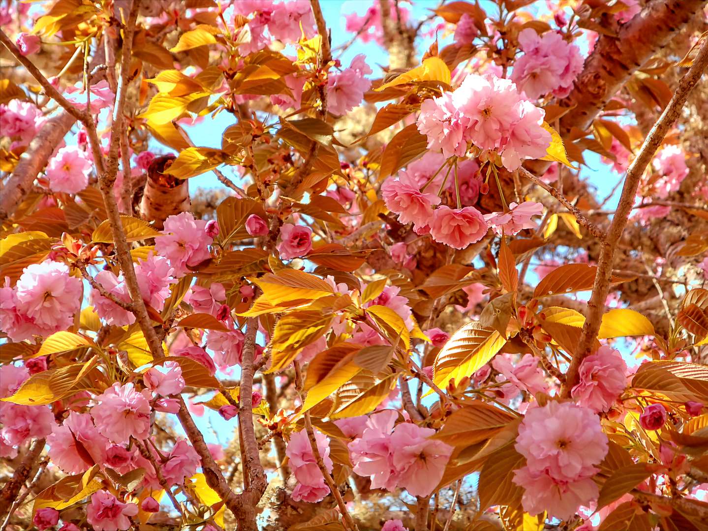 2022-04-16-dscn6329.6_cherry.blossoms